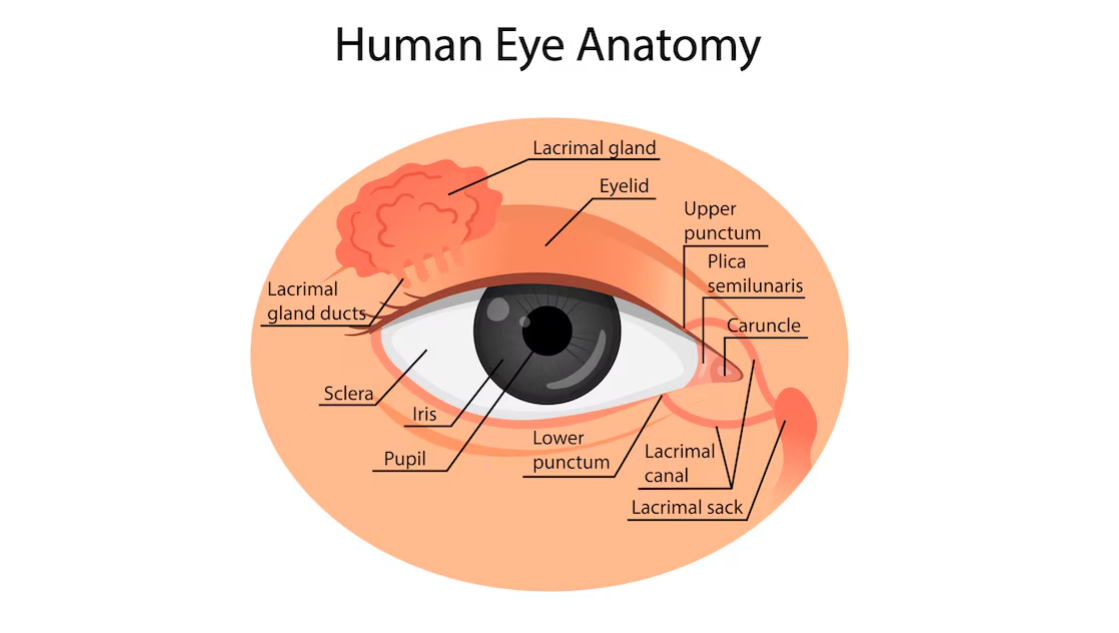 eyes